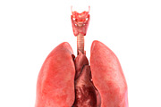 Human internal organs, a Characters & Person 3D Model by konstantin.ermolaev (Thumbnail 21 of 46)