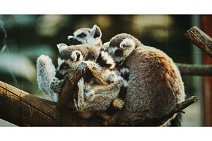 Three Lemurs Cuddling on Branch in, an Animal Photo by Our Amazing World