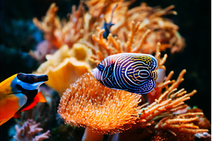 Pomacanthus Navarchus Blue Angel Sea, an Animal Photo by Our Amazing World