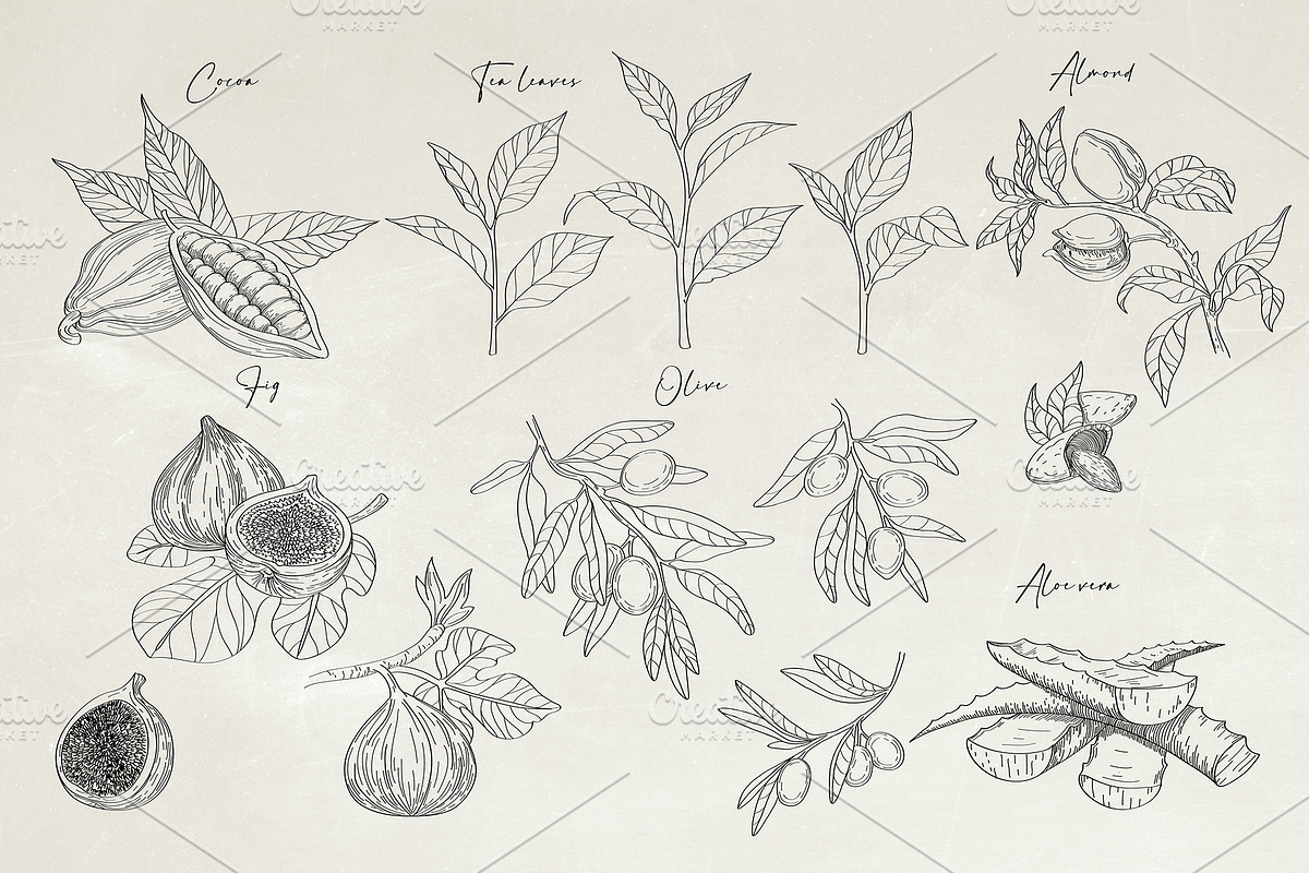 Herbs & Fruits hand drawn collection, an Object Illustration by Garden in frame (Photo 8 of 9)