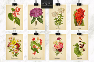 Antique Fruit & Flowers Graphics