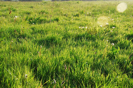 Morning dew stock photo containing morning and dew