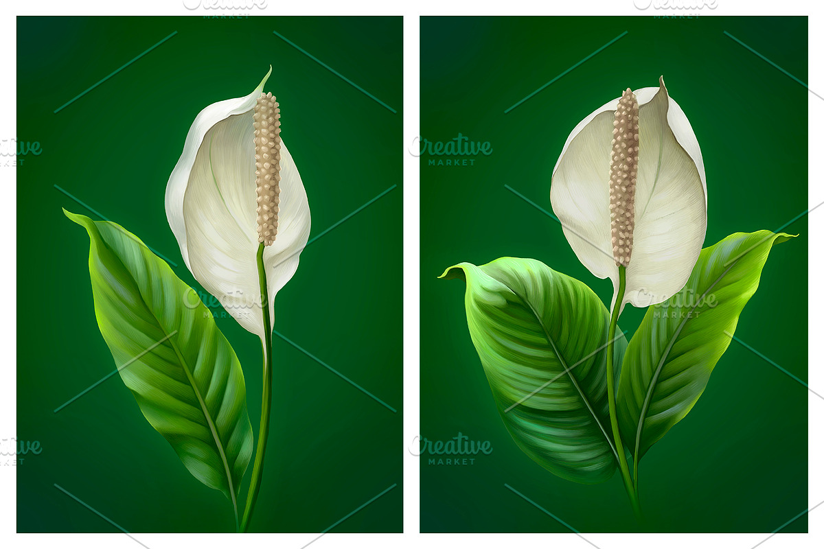 Anthurium flowers, a Pattern Graphic by Sundra (Photo 14 of 15)