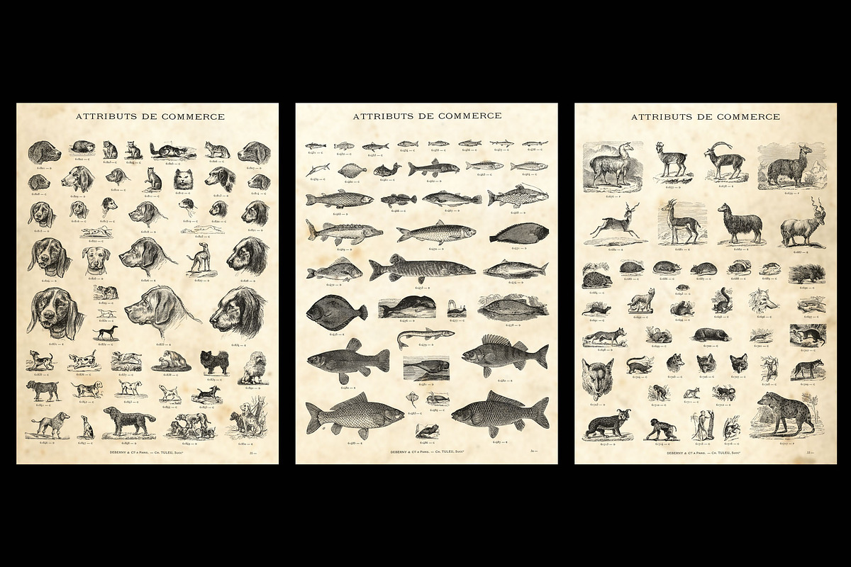 Animals + bonus / vintage engravings preview 4