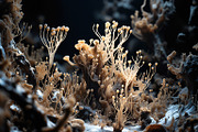 72 Microscopic Fungi Backgrounds, a Background Graphic by h.utomo (Thumbnail 54 of 72)