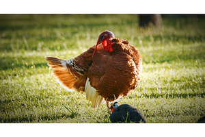 Vibrant turkey strutting across lush, an Animal Photo by Our Amazing World