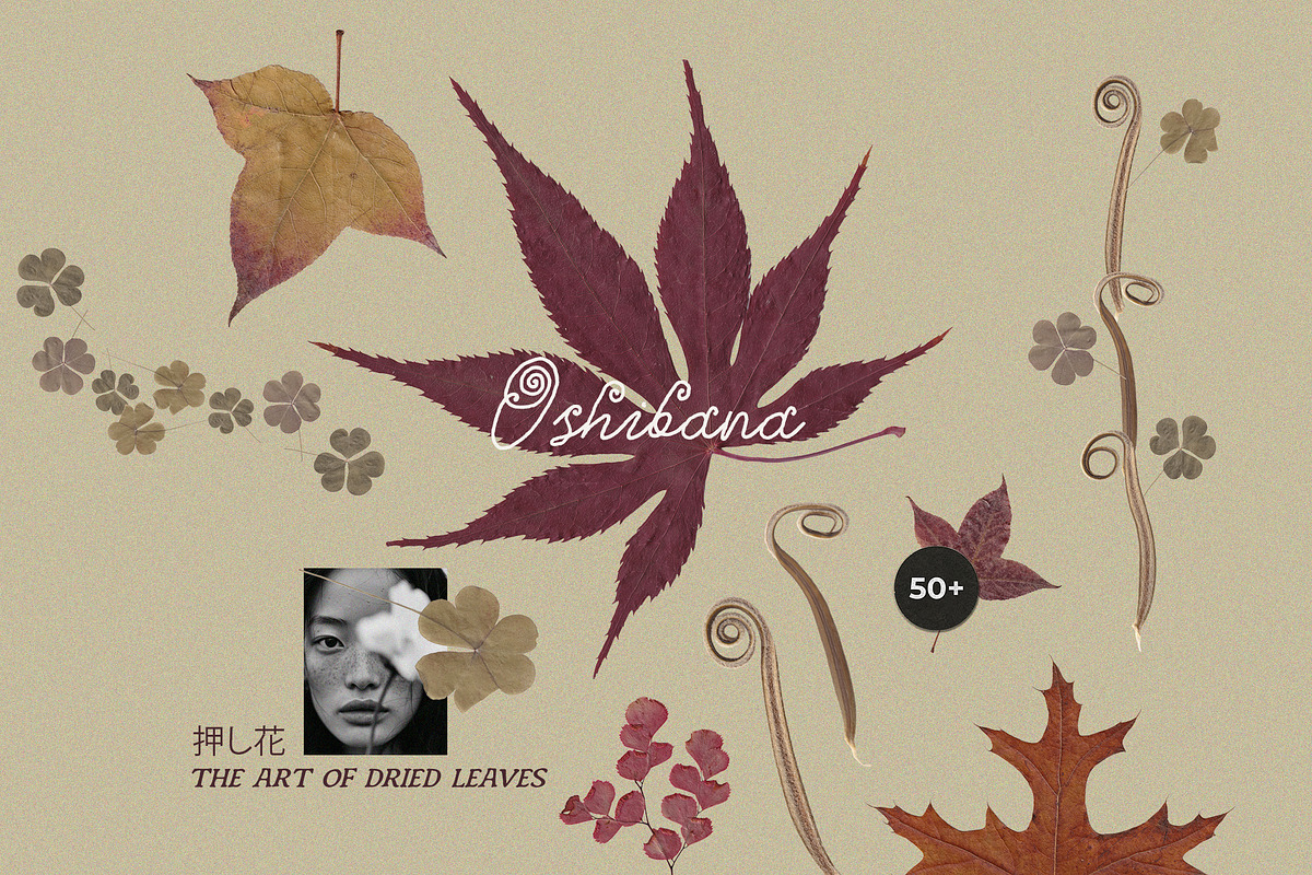 Oshibana Dried & Pressed Fall Leaves, an Object Graphic by Lana Elanor (Photo 1 of 17)