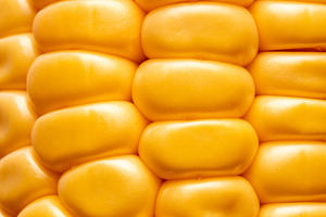 Close-up of glossy yellow corn kernels in neat rows, highlightin, a Nature Photo by Ales Munt