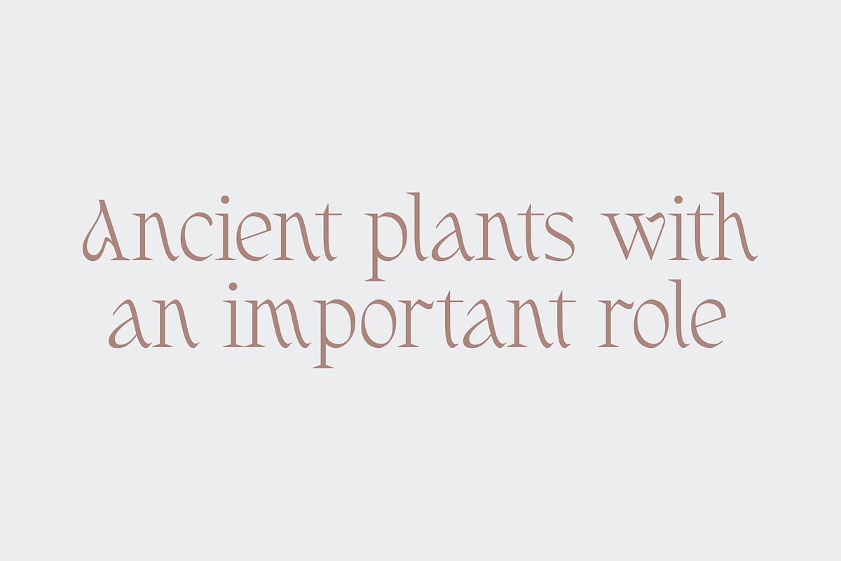 Fernhead Decorative Serif Font, a Serif Font by Headfonts (Photo 2 of 11)