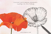 Sketch Pencil Poppy Flowers, an Illustration by Pigment Café (Thumbnail 4 of 8)