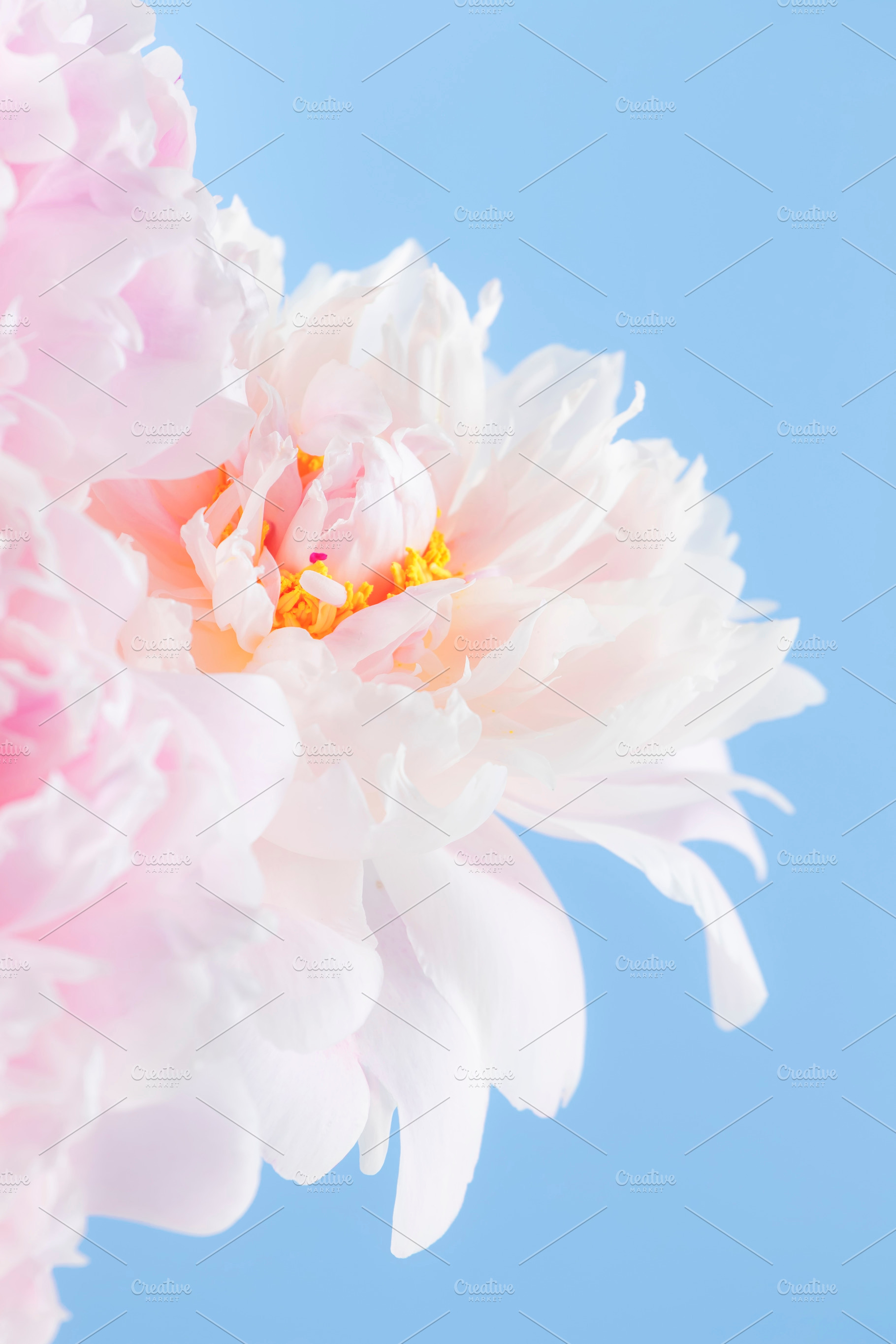 Gorgeous delicate pink peonies, pastel blue background, lovely s, a Nature Photo by 5PH