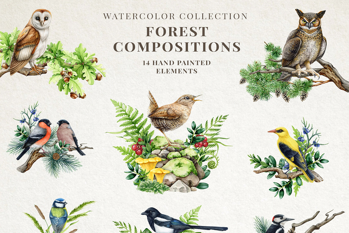 Woodland Animals Watercolor Clipart, an Animal Illustration by AnitaPol (Photo 7 of 17)