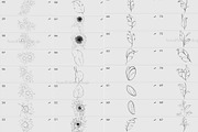 Procreate flower stamp, sunflower, a Brush Add-On by AnnaPolitmerskaja (Thumbnail 7 of 11)