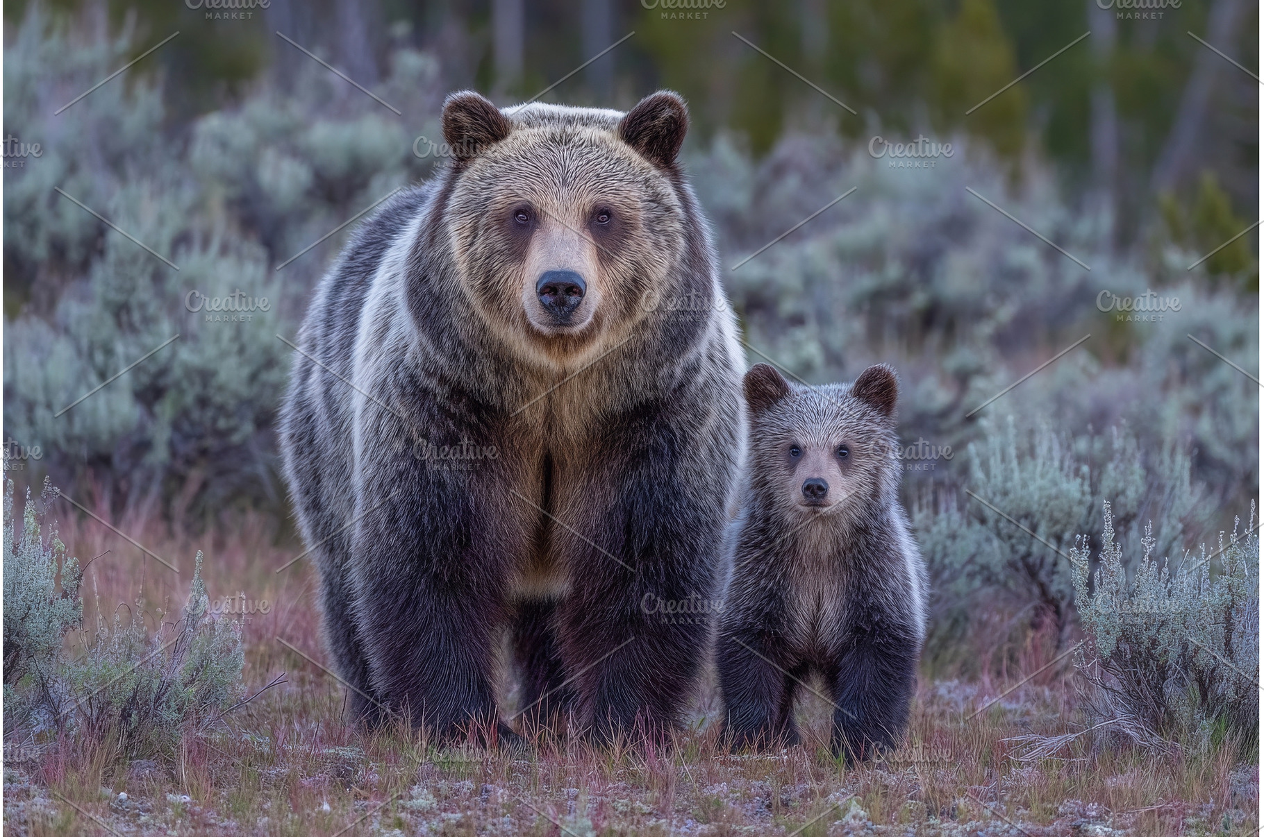 A mother grizzly bear and her cub, an Animal Photo by ZinetroN