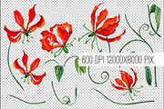 Watercolor gloriosa flowers kit., an Object Graphic by WatercolorArt (Thumbnail 2 of 2)