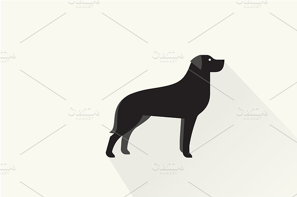 Black Retriever