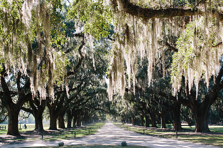 Avenue Of Oaks preview 6