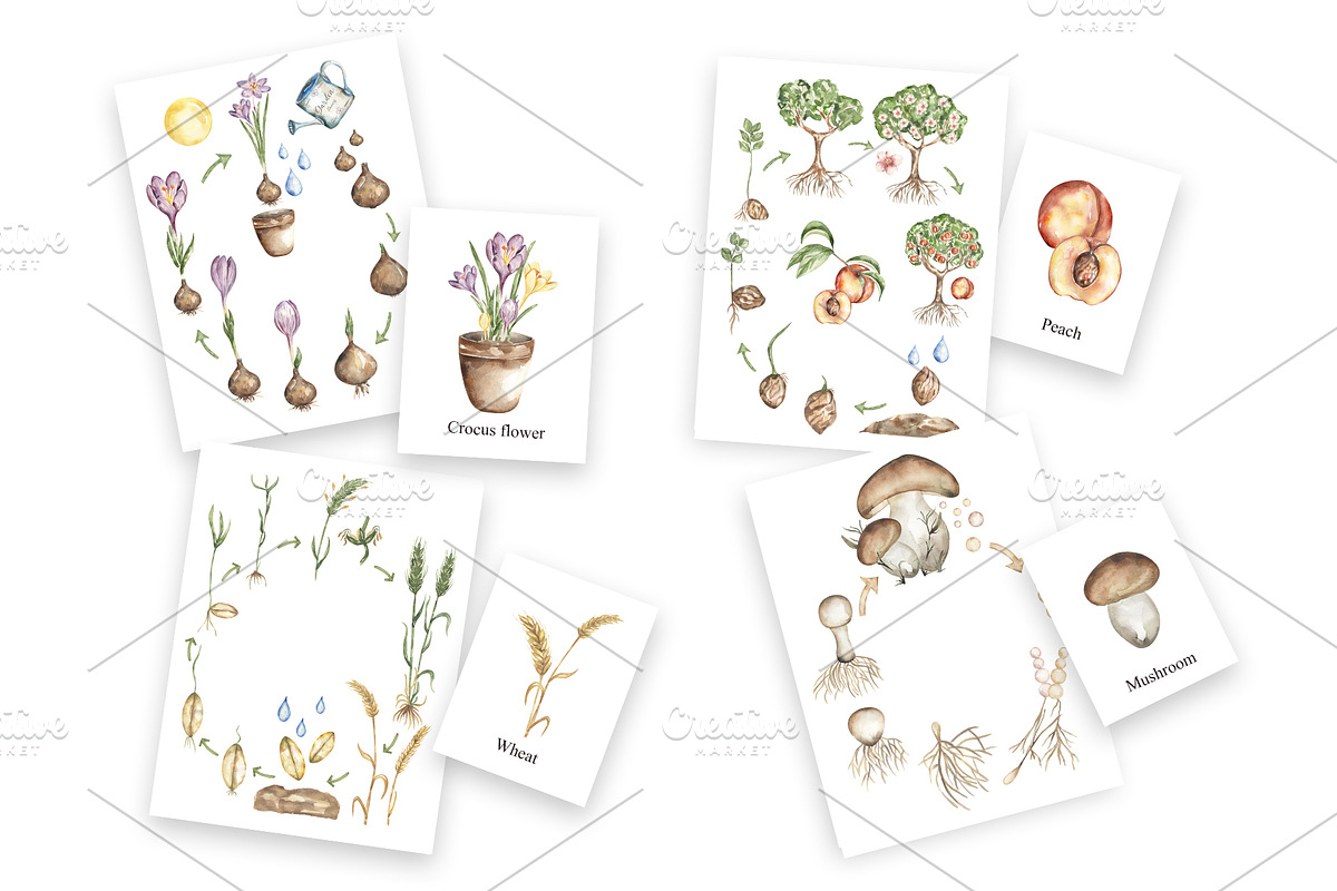 Watercolor Life Cycle Bundle, an Education Illustration by MayaNavits (Photo 10 of 22)