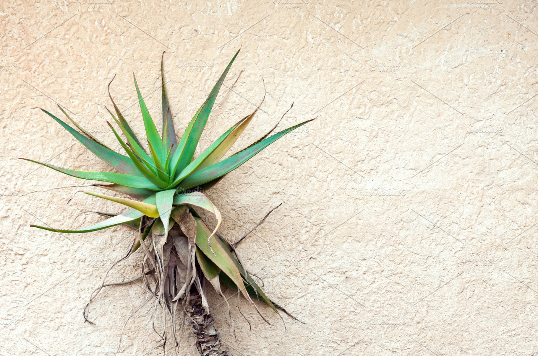 Tropical plant against concrete wall, a Nature Photo by BOOCYS