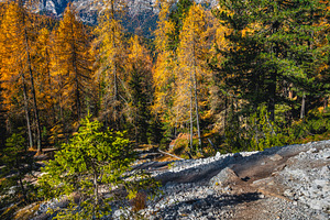 Gravel hiking trail in the forest, a Nature Photo by Alpine Dreams