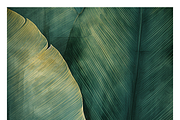Bief Co · Botanical Leaf Backgrounds, a Texture Illustration by milatovar (Thumbnail 16 of 21)