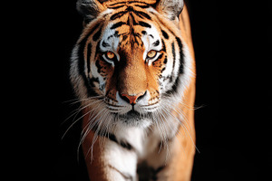 Majestic tiger walking in the wild, an Animal Photo by AlyaAnd