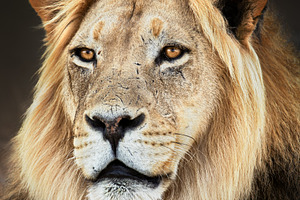 Portrait of the king of beasts containing big five animals, big five africa