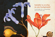 80 Vintage Nature Illustrations, an Object Graphic by The Object Atlas (Thumbnail 3 of 11)