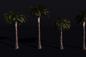 The Date Palm Tree, a Plants & Tree 3D Model by FuturePastCreatives