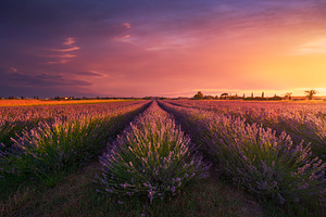 Lavender flowers fields, Tuscany