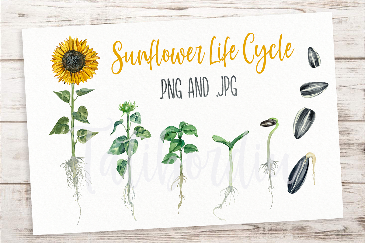 Sunflower Life Cycle Clip Art, an Illustration by Tati Bordiu (Photo 1 of 4)