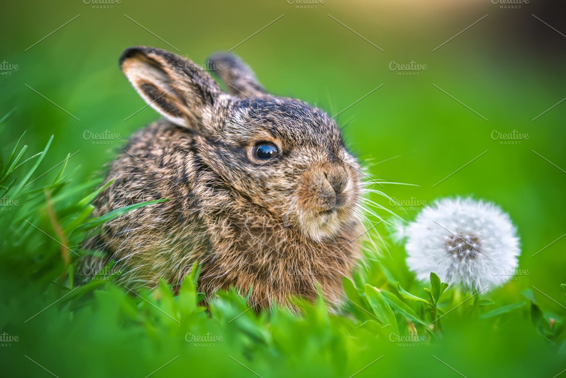 Leveret sitting near dandelion seed head in green grass, an Animal Photo by Byrdyak