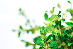 Thymus citriodorus fresh on a white stock photo containing thyme and food