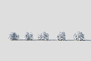 Melissa officinalis, an Environmental 3D Model by happy brush (Thumbnail 5 of 8)