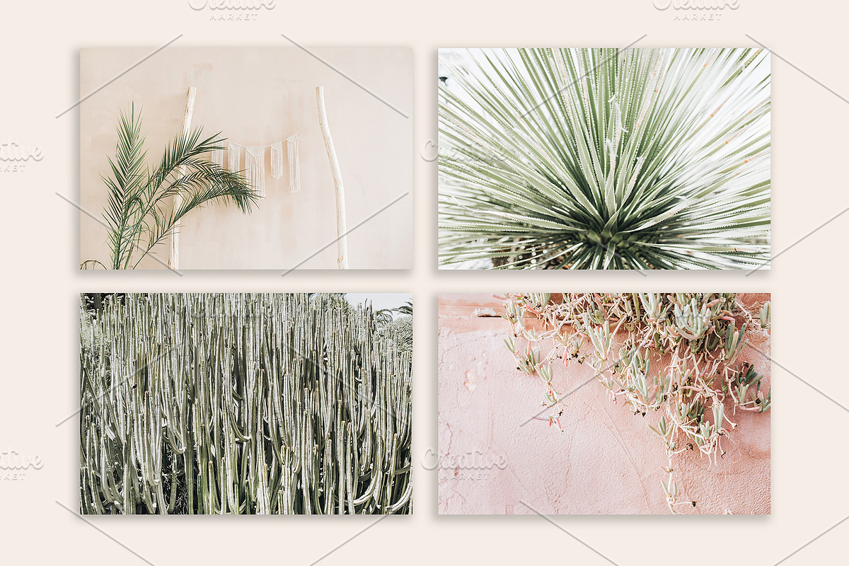 Palm & Cactus Bundle, a Nature Photo by Floral Deco (Photo 4 of 6)
