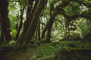 Hoh rainforest stock photo containing hoh rainforest and rain forest