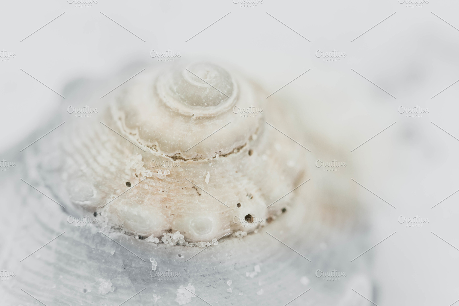 Sea Shell Top Macro, a Nature Photo by Tamara Lance