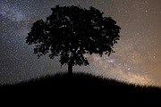 Vector Tree Silhouettes, an Object Graphic by Build Interactive (Thumbnail 4 of 4)