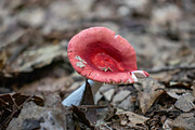 Mushrooms In The Forest Photography, a Nature Photo by Full Circle Design Studio (Thumbnail 3 of 38)
