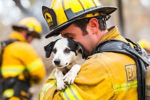 Firefighter holds rescued dog amidst rubble, showcasing rescue e, a Photo by Dvoevnore photos