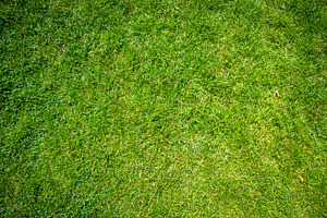 Green grass background texture, a Texture Graphic by GoodGoods