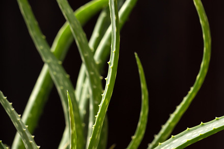 Close up of aloe vera plant containing aloe, vera, and plant