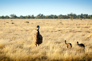Emu Chicks, an Animal Photo by THP Creative