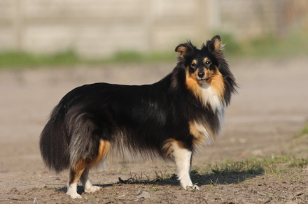 Shetland sheepdog