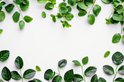 99 Frames of green leaves, a Nature Photo by Handmadefont (Thumbnail 55 of 100)