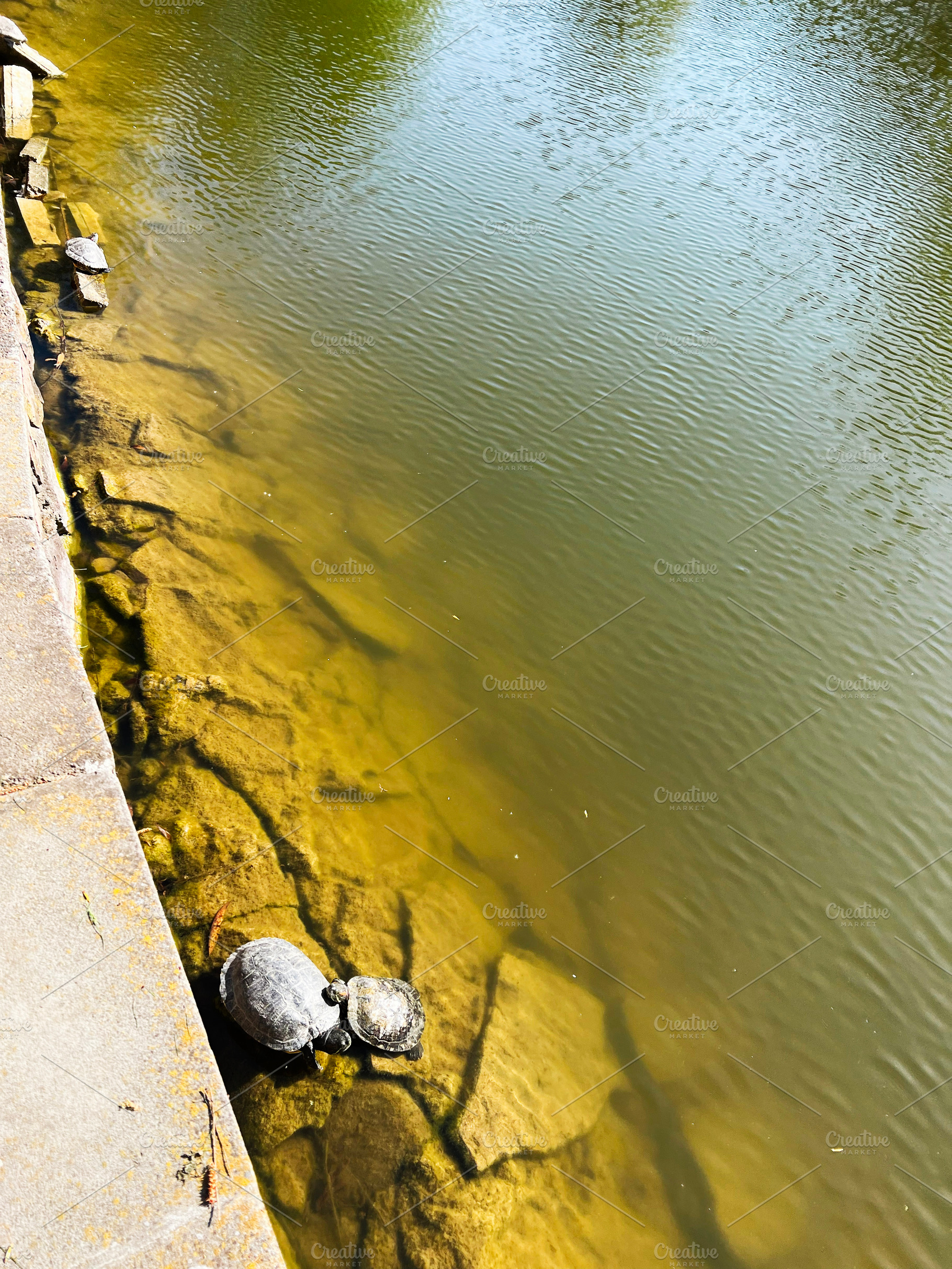 Two turtles resting on a sunlit lakeside with calm water, a Photo by AS photostudio
