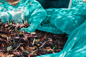 harvested carob pods on nets in Spain, a Photo by Nito