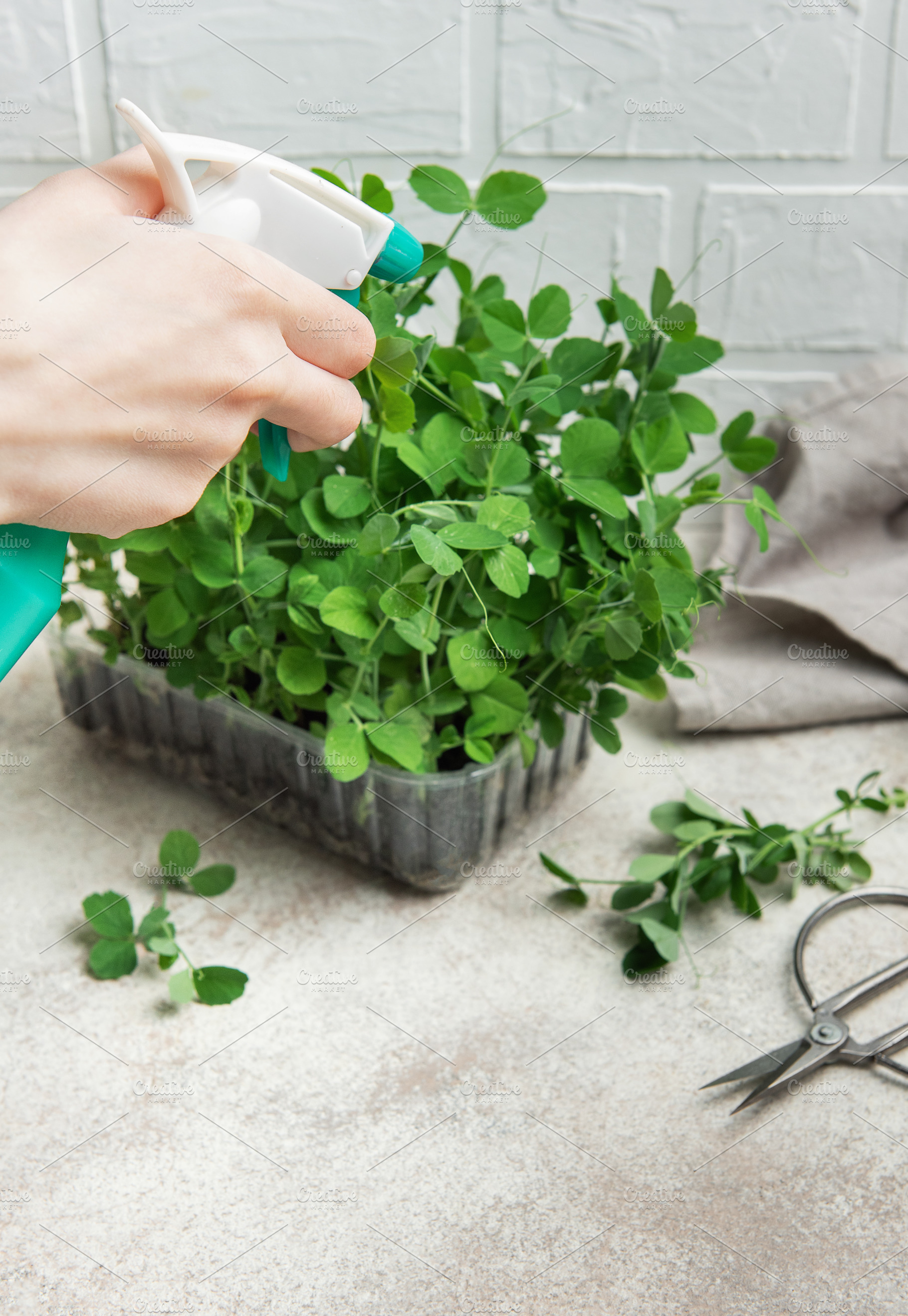 Gardener watering microgreens of pea shoots growing in container, a Food & Drink Photo by Olena Rudo