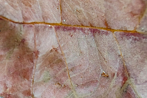Closeup detail dry leave texture, a Person Photo by DanFLCreativo