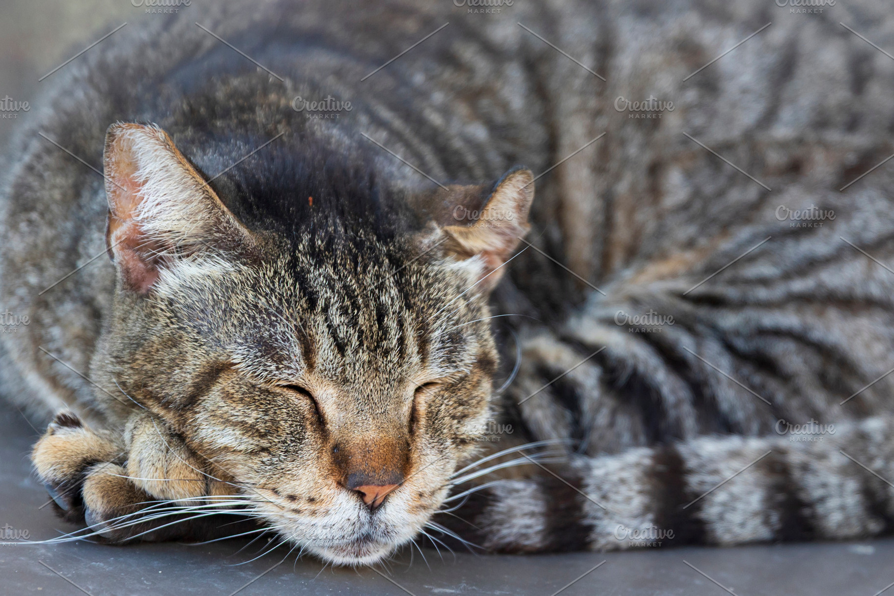 Close up of a tabby cat sleeping pea, an Animal Photo by Imaginarium